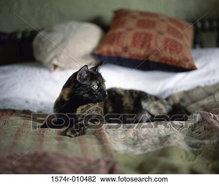 Cat lying on a bed View Large Photo Image Stock Image - Cat lying on a bed. Fotosearch
