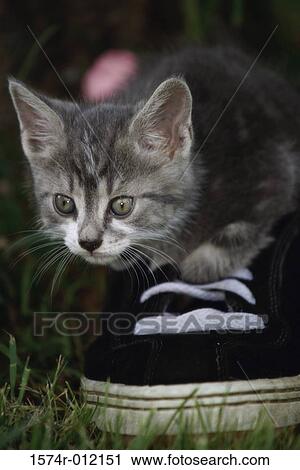 Cat on a shoe View Large Photo Image Stock Image - Cat on a shoe. Fotosearch