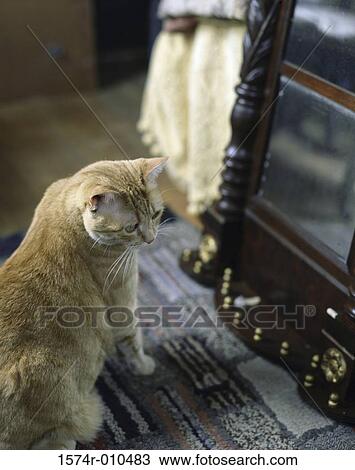 Cat sitting on a carpet View Large Photo Image Stock Image - Cat sitting on a carpet. Fotosearch