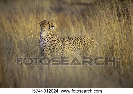 Cheetah View Large Photo Image Picture - Cheetah. Fotosearch