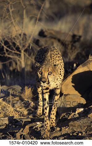 Cheetah View Large Photo Image Stock Image - Cheetah. Fotosearch