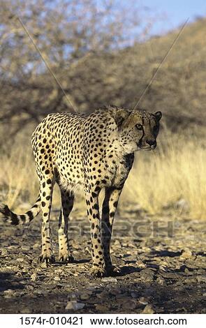 Cheetah View Large Photo Image Stock Image - Cheetah. Fotosearch