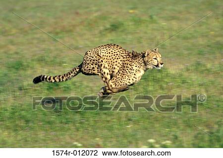 Cheetah View Large Photo Image Stock Image - Cheetah. Fotosearch