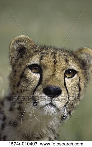Cheetah View Large Photo Image Stock Photo - Cheetah. Fotosearch