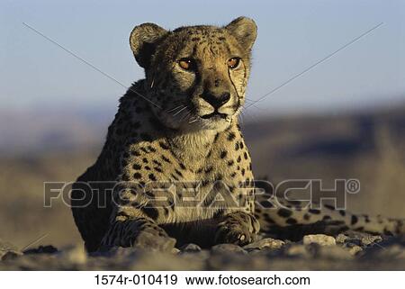 Cheetah View Large Photo Image Stock Photo - Cheetah. Fotosearch