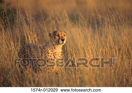 Cheetah View Large Photo Image Stock Photo - Cheetah. Fotosearch