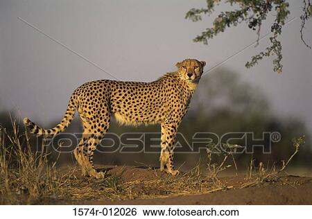 Cheetah View Large Photo Image Stock Photograph - Cheetah. Fotosearch