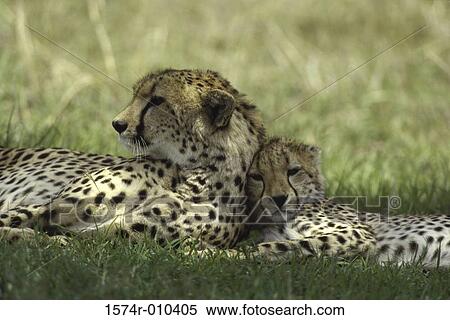 Cheetah with Cub View Large Photo Image Stock Photography - Cheetah with Cub. Fotosearch