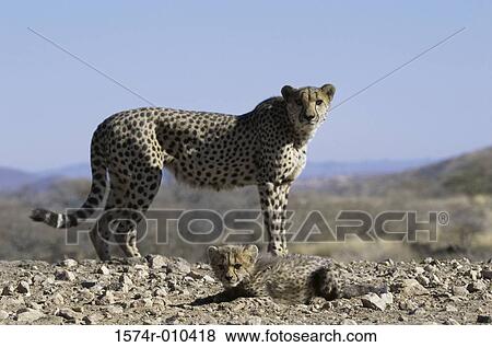 Stock Photo - Cheetahs. Fotosearch