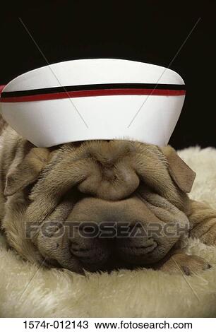 Chinese Shar-Pei View Large Photo Image Stock Image - Chinese Shar-Pei. Fotosearch