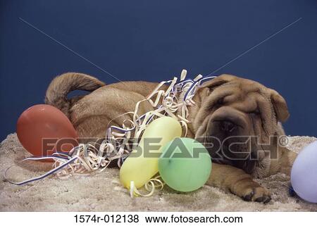 Chinese Shar-pei View Large Photo Image Stock Photo - Chinese Shar-pei. Fotosearch