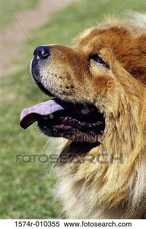 Chow Chow View Large Photo Image Stock Photography - Chow Chow. Fotosearch