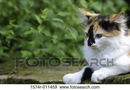 Close-up of a cat sitting View Large Photo Image Stock Photo - Close-up of a cat sitting. Fotosearch