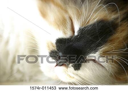 Stock Image - Close-up of a cat sleeping. Fotosearch