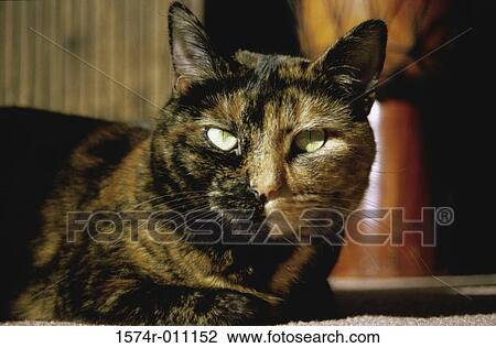 Stock Image - Close-up of a cat. Fotosearch