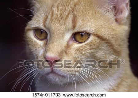 Close-up of a cat View Large Photo Image Stock Image - Close-up of a cat. Fotosearch