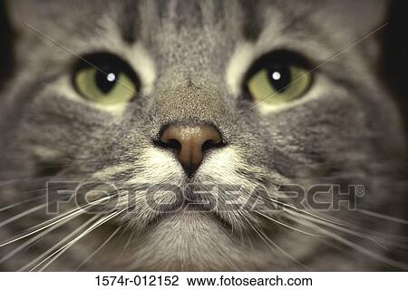 Close-up of a cat View Large Photo Image Stock Image - Close-up of a cat. Fotosearch
