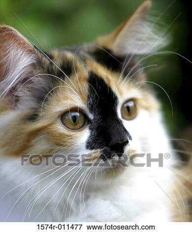 Close-up of a cat View Large Photo Image Stock Photo - Close-up of a cat. Fotosearch