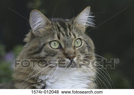 Stock Photo - Close-up of a cat. Fotosearch
