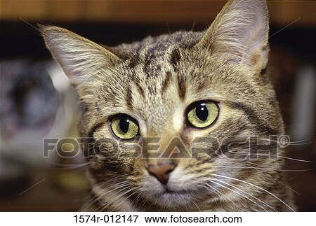 Close-up of a cat View Large Photo Image Stock Photo - Close-up of a cat. Fotosearch