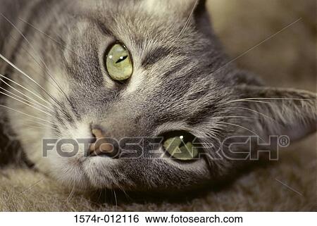Close-up of a cat View Large Photo Image Stock Photograph - Close-up of a cat. Fotosearch