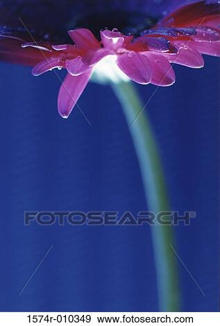 Close-up of a daisy View Large Photo Image Stock Photo - Close-up of a daisy. Fotosearch