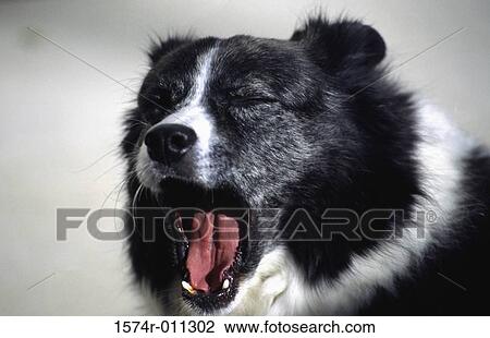 Close-up of a dog yawning View Large Photo Image Stock Image - Close-up of a dog yawning. Fotosearch