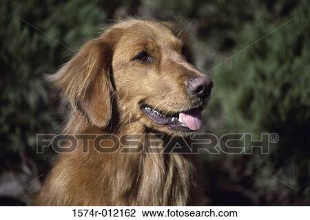 Stock Image - Close-up of a Golden Retriever. Fotosearch