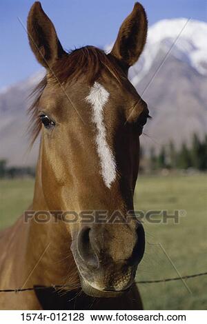 Stock Photo - Close-up of a horse behind a barbed wire fence. Fotosearch