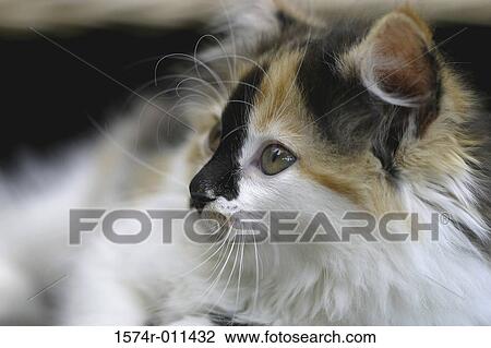 Stock Image - Close-up of a kitten looking sideways. Fotosearch