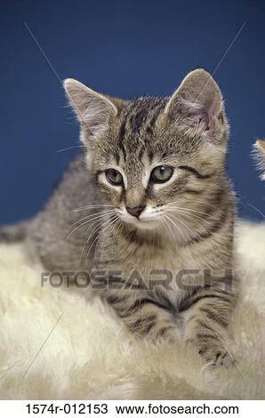 Close-up of a kitten lying down View Large Photo Image Stock Image - Close-up of a kitten lying down. Fotosearch