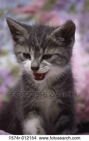 Close-up of a kitten meowing View Large Photo Image Picture - Close-up of a kitten meowing. Fotosearch