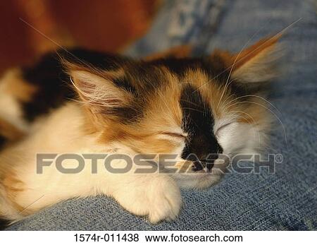 Stock Photo - Close-up of a kitten sleeping. Fotosearch