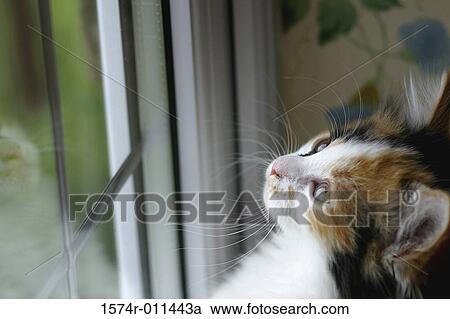Stock Image - Close-up of a kitten standing against a window looking up. Fotosearch