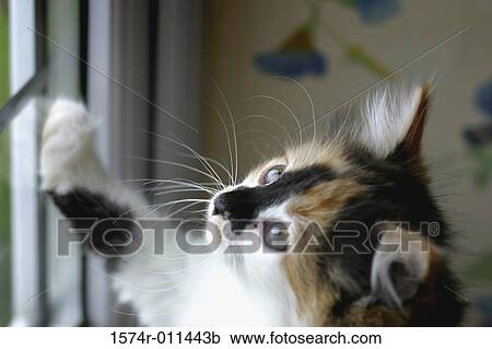 Close-up of a kitten standing against a window looking up View Large Photo Image Stock Image - Close-up of a kitten standing against a window looking up. Fotosearch