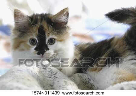 Stock Photo - Close-up of a kitten. Fotosearch