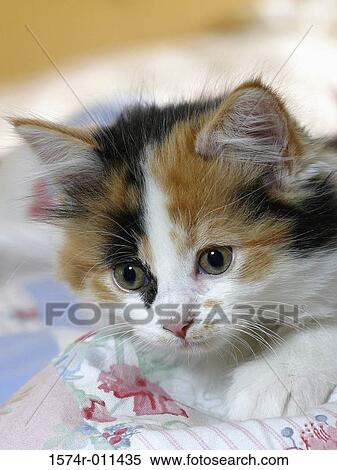Close-up of a kitten View Large Photo Image Stock Photography - Close-up of a kitten. Fotosearch