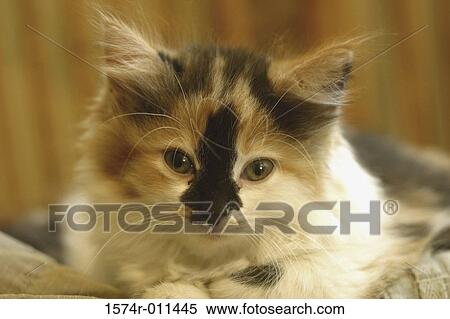 Close-up of a kitten View Large Photo Image Stock Photography - Close-up of a kitten. Fotosearch