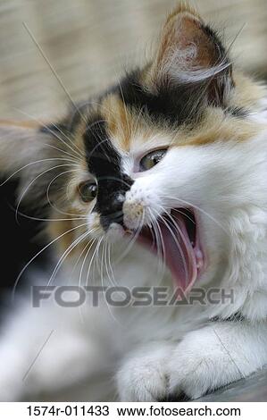 Stock Image - Close-up of a kitten yawning. Fotosearch