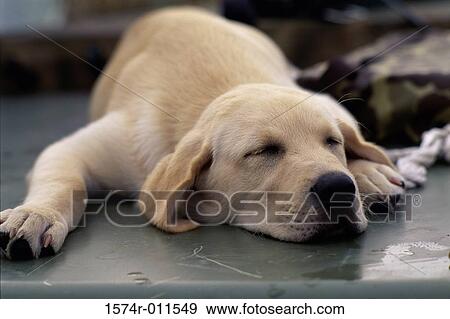 Stock Photo - Close-up of a puppy dog sleeping. Fotosearch