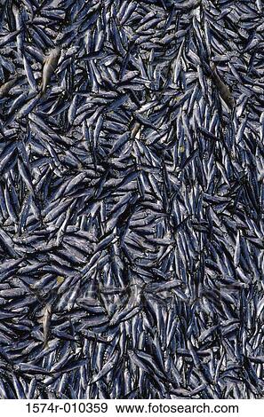 Close-up of fish caught in a net View Large Photo Image Stock Photo - Close-up of fish caught in a net. Fotosearch