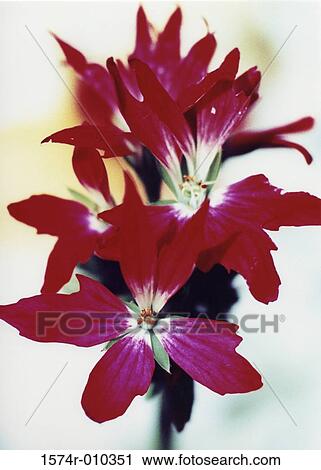 Close-up of flowers View Large Photo Image Stock Image - Close-up of flowers. Fotosearch