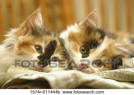 Stock Image - Close-up of two cats lying down. Fotosearch