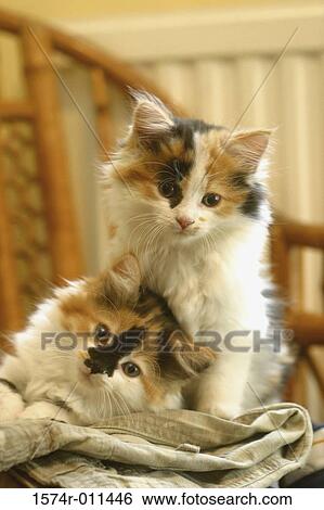 Stock Photograph - Close-up of two cats. Fotosearch