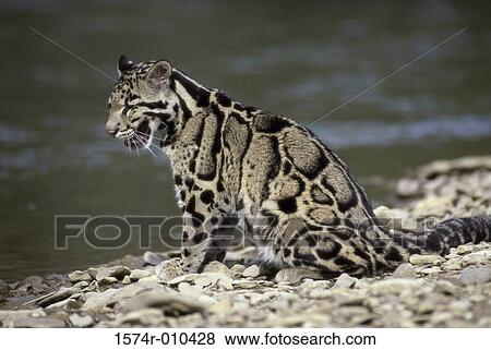 Stock Photo - Clouded Leopard. Fotosearch