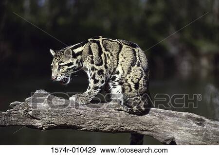 Clouded Leopard View Large Photo Image Stock Photo - Clouded Leopard. Fotosearch