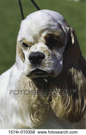 Cocker Spaniel View Large Photo Image Stock Photo - Cocker Spaniel. Fotosearch