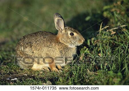Stock Photography - Cotton Tail Rabbit. Fotosearch