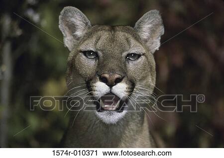 Cougar View Large Photo Image Stock Image - Cougar. Fotosearch