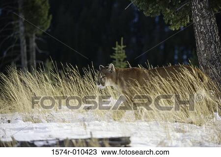 Cougar View Large Photo Image Stock Image - Cougar. Fotosearch